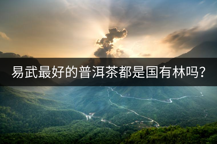 易武最好的普洱茶都是國有林嗎？