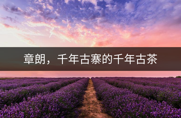 章朗，千年古寨的千年古茶