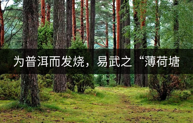 為普洱而發(fā)燒，易武之“薄荷塘