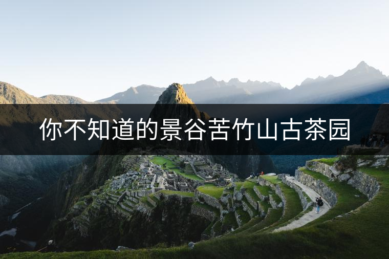 你不知道的景谷苦竹山古茶園