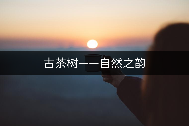 古茶樹(shù)——自然之韻