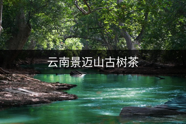 云南景邁山古樹茶