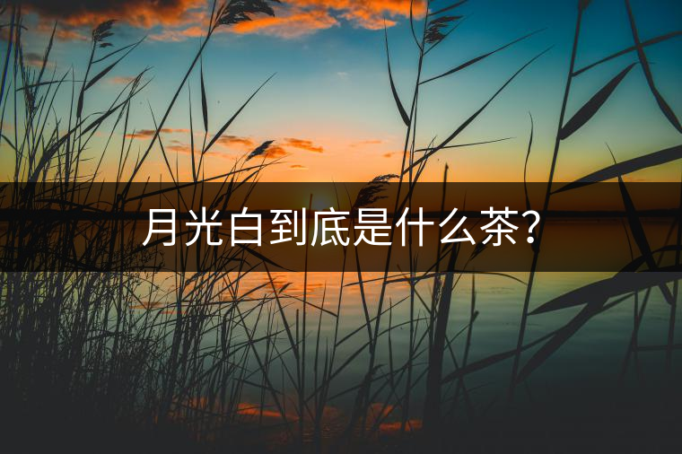 月光白到底是什么茶？