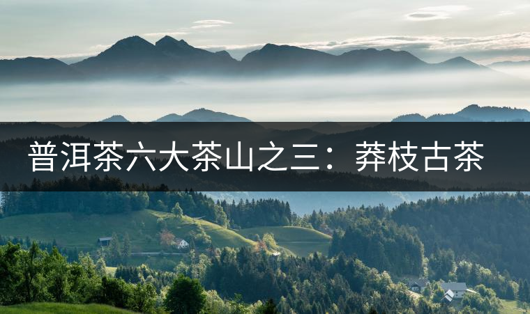 普洱茶六大茶山之三：莽枝古茶山