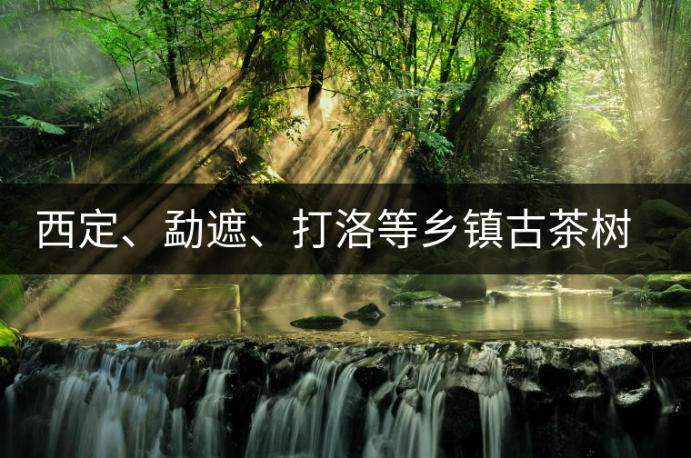 西定、勐遮、打洛等鄉(xiāng)鎮(zhèn)古茶樹資源