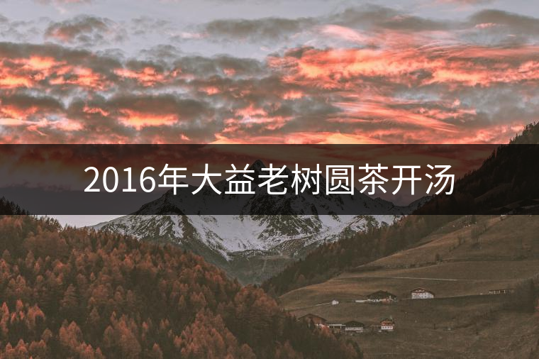 2016年大益老樹圓茶開湯