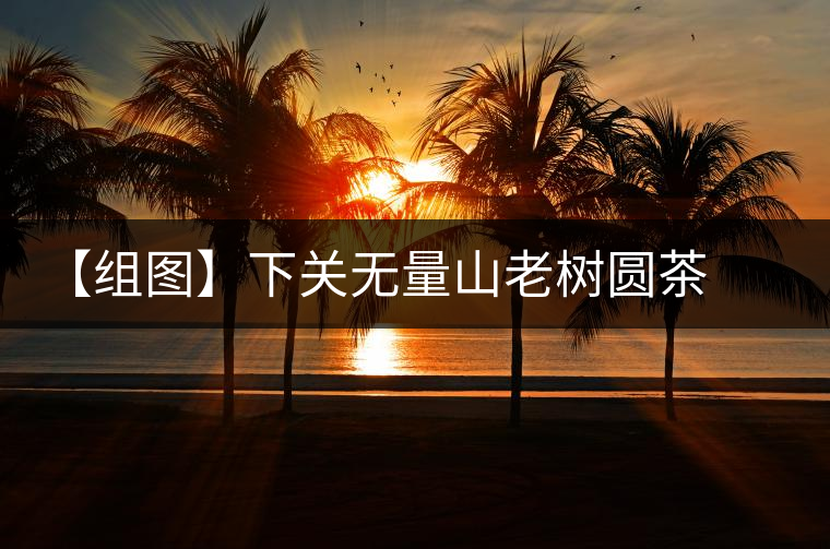 【組圖】下關(guān)無量山老樹圓茶開湯