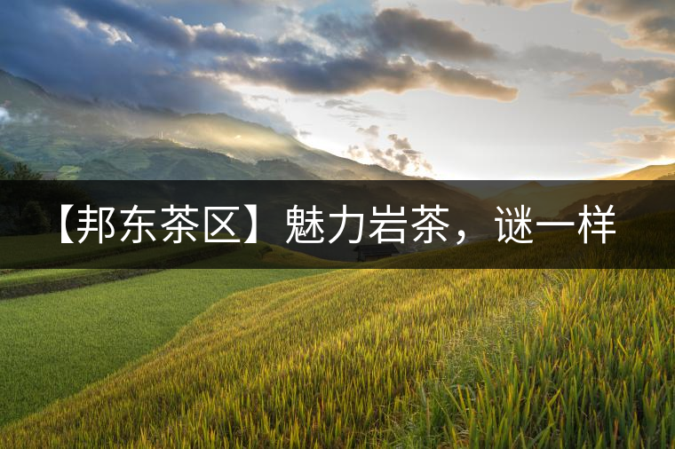 【邦東茶區(qū)】魅力巖茶，謎一樣的邦東！