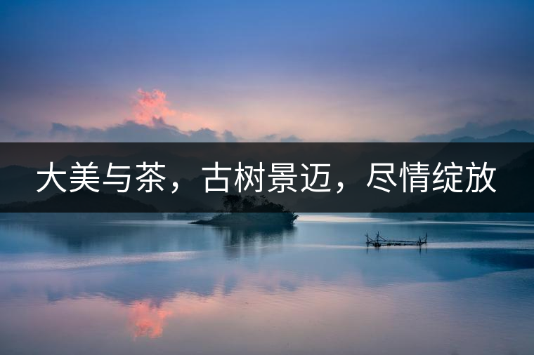 大美與茶，古樹景邁，盡情綻放