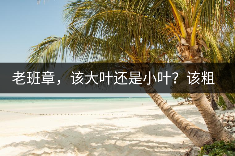 老班章，該大葉還是小葉？該粗老還是細(xì)嫩？