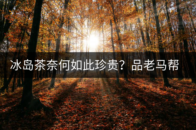 冰島茶奈何如此珍貴？品老馬幫之“冰島老寨”，答案在這里！