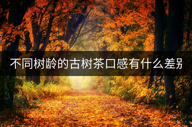 不同樹齡的古樹茶口感有什么差別？