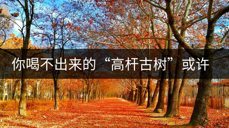 你喝不出來(lái)的“高桿古樹(shù)”或許就是一個(gè)偽概念、偽命題