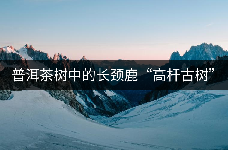 普洱茶樹中的長頸鹿“高桿古樹”！