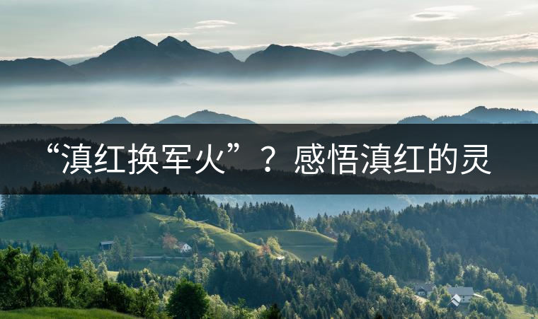 “滇紅換軍火”？感悟滇紅的靈與性！