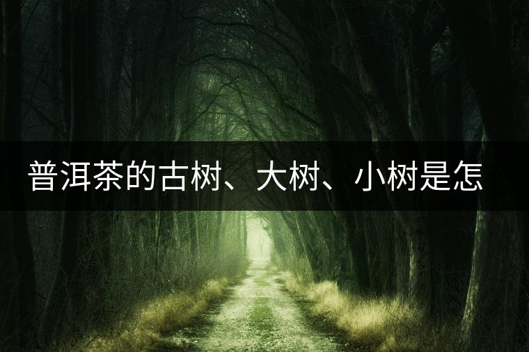 普洱茶的古樹、大樹、小樹是怎樣劃分的？