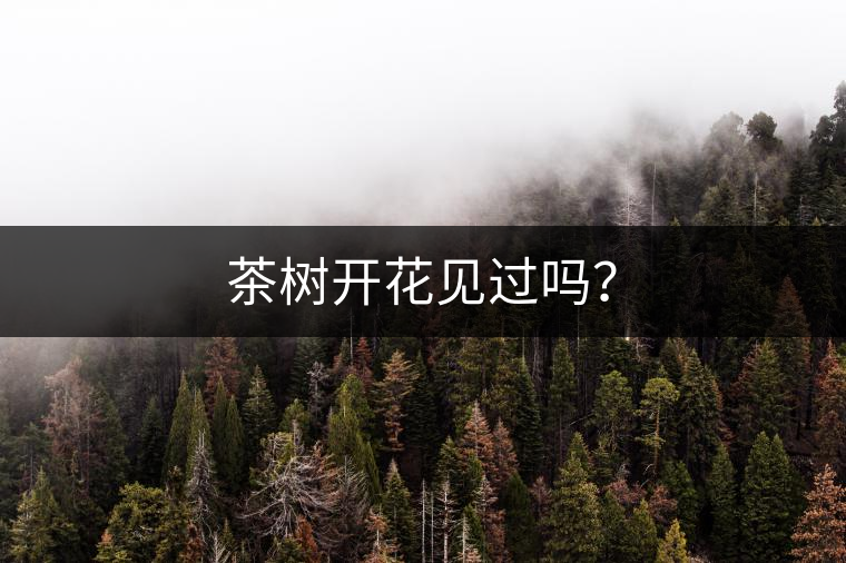 茶樹開花見過嗎？