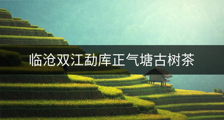 臨滄雙江勐庫正氣塘古樹茶