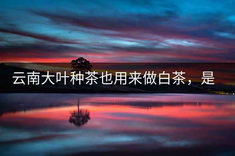 云南大葉種茶也用來做白茶，是真的好喝嗎？