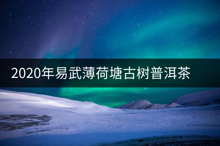 2020年易武薄荷塘古樹普洱茶特點，價格又上漲了嗎？
