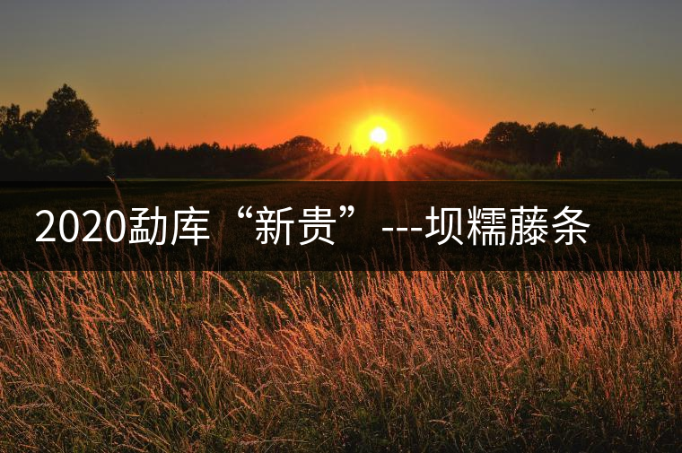 2020勐庫(kù)“新貴”---壩糯藤條茶，是如何一夜爆紅的？