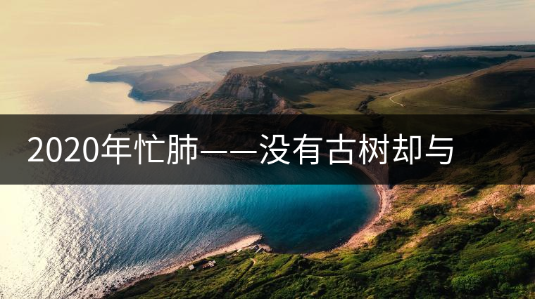 2020年忙肺——沒有古樹卻與冰島、昔歸齊名的普洱茶