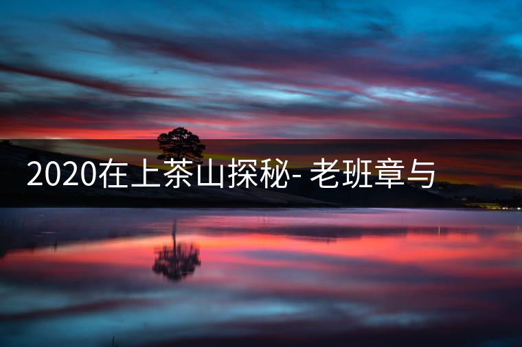 2020在上茶山探秘- 老班章與新班章，一母所生，一念之間，際遇迥異