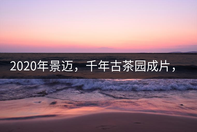 2020年景邁，千年古茶園成片，蘭花香堪稱一絕！