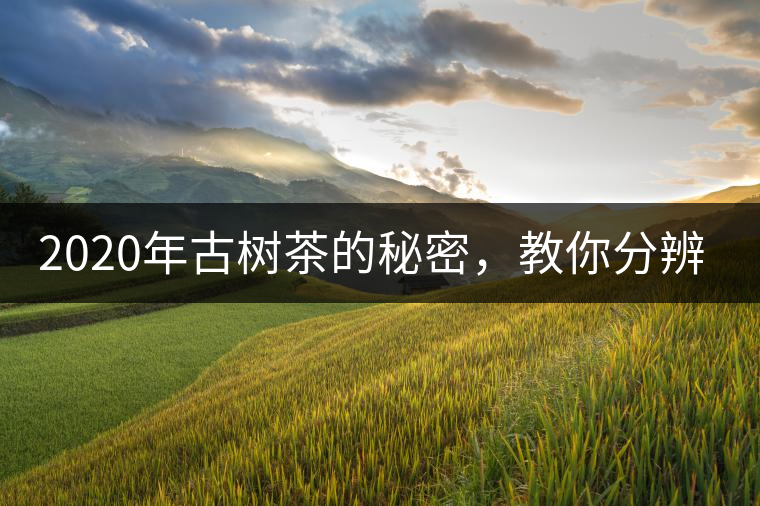 2020年古樹茶的秘密，教你分辨古樹茶