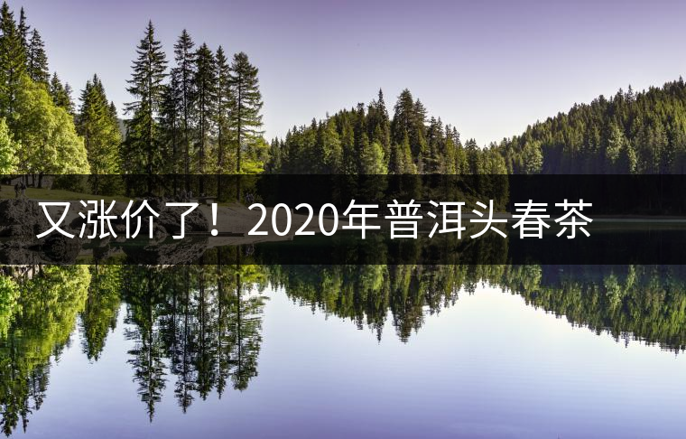 又漲價了！2020年普洱頭春茶同比減產(chǎn)50%，導(dǎo)致微小區(qū)域價格上浮