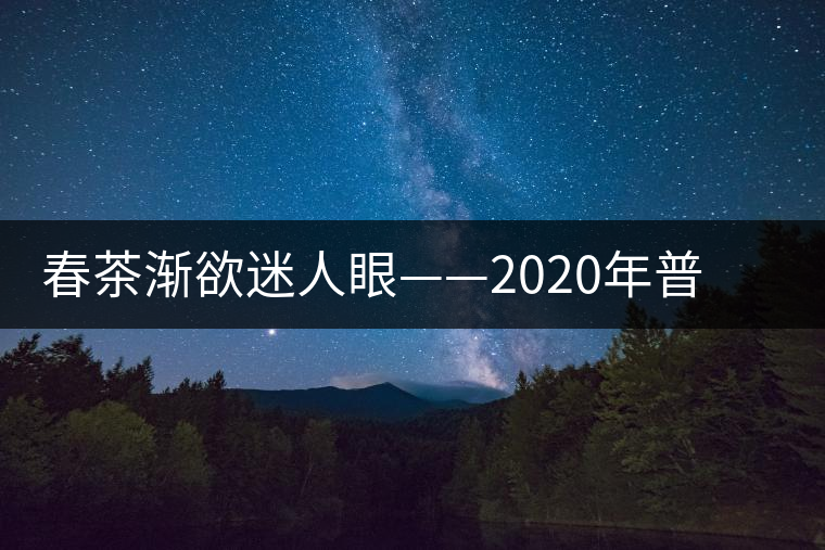 春茶漸欲迷人眼——2020年普洱春茶上市，可別買假了