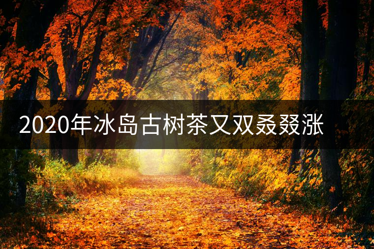 2020年冰島古樹茶又雙叒叕漲價了，今年的普洱春茶準備你下手嗎