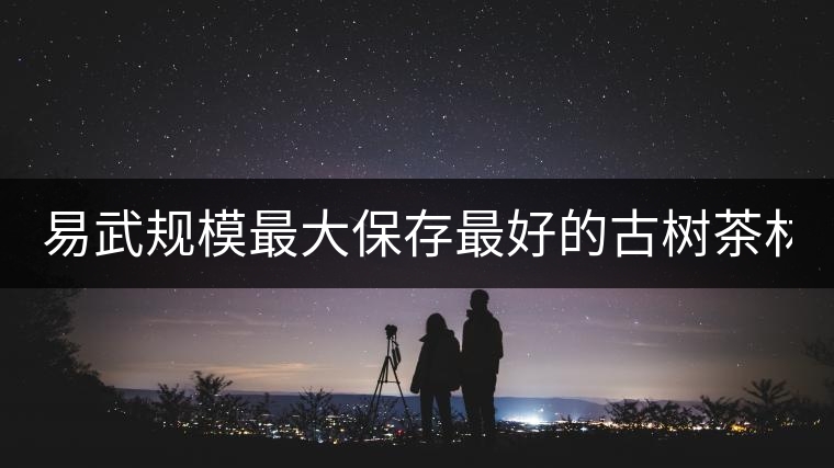 易武規(guī)模最大保存最好的古樹(shù)茶林2020年高山寨古樹(shù)春茶介紹