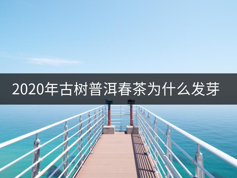 2020年古樹普洱春茶為什么發(fā)芽較晚？