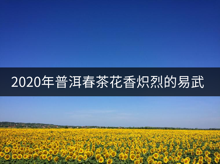 2020年普洱春茶花香熾烈的易武天門(mén)山
