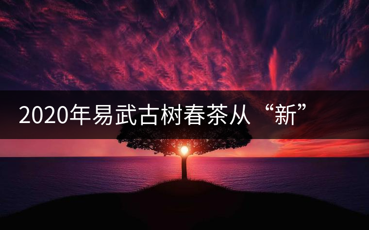 2020年易武古樹春茶從“新”到“老”，如何完成蛻變的？