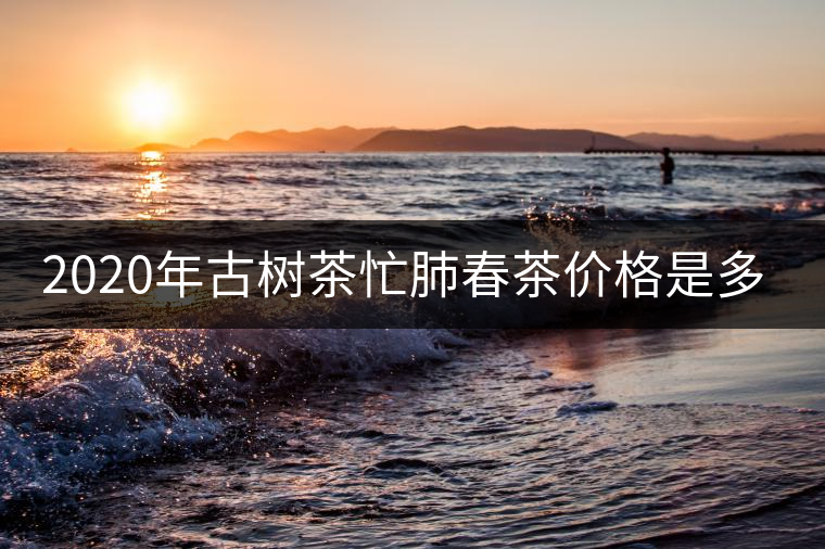 2020年古樹茶忙肺春茶價格是多少？