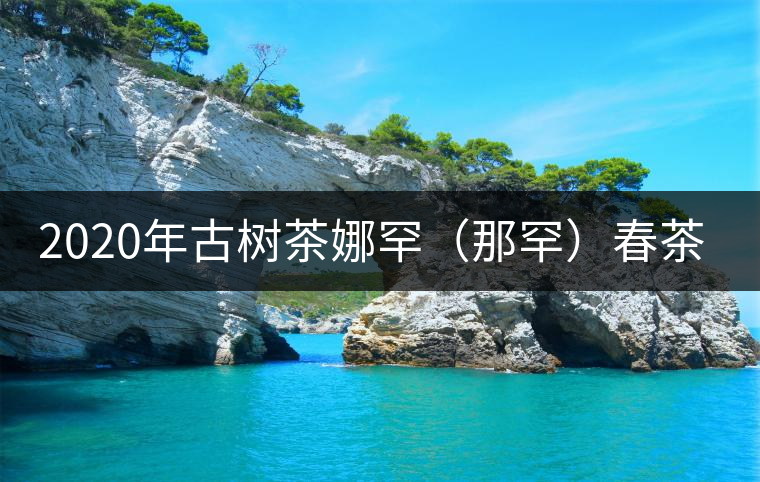 2020年古樹茶娜罕（那罕）春茶價格是多少？