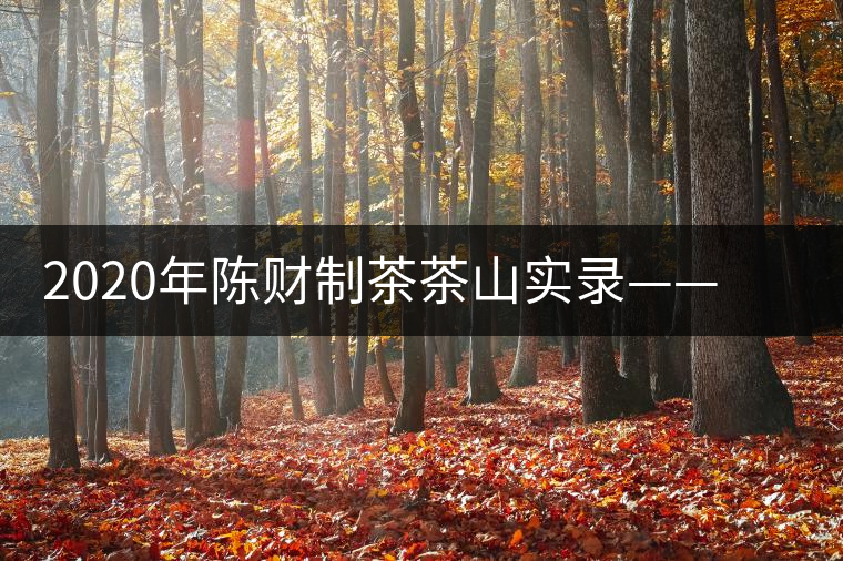 2020年陳財(cái)制茶茶山實(shí)錄——遺世獨(dú)立的高桿古樹
