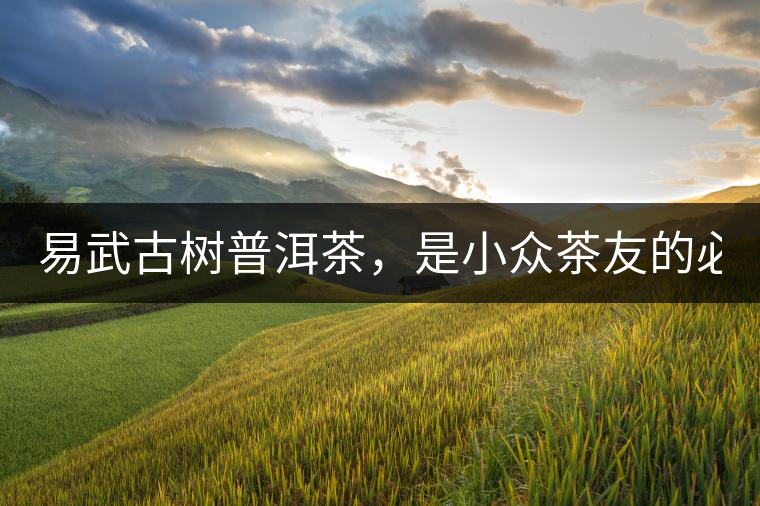 易武古樹(shù)普洱茶，是小眾茶友的必選？