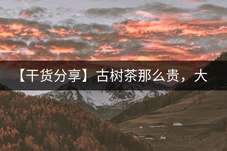 【干貨分享】古樹茶那么貴，大家為什么還在瘋狂追求？