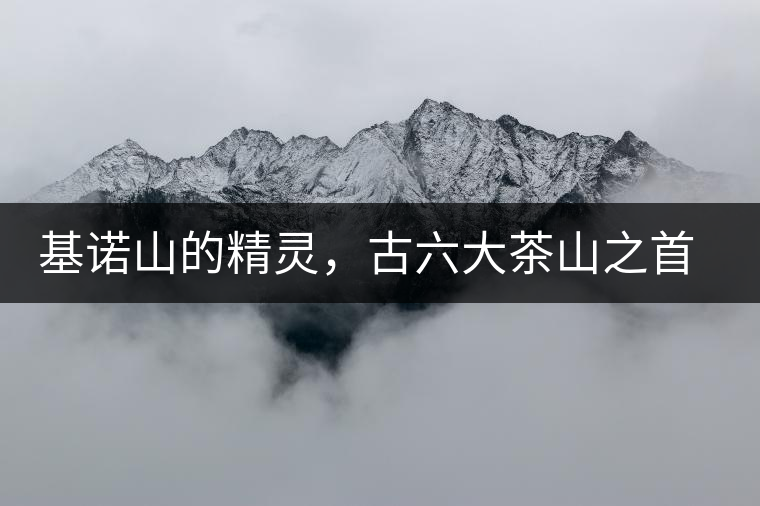 基諾山的精靈，古六大茶山之首武侯遺種攸樂古樹茶