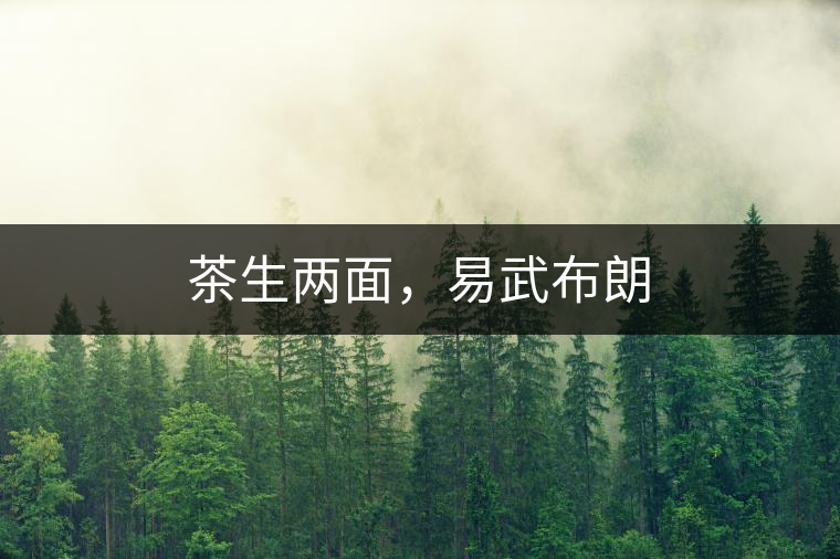 茶生兩面，易武布朗
