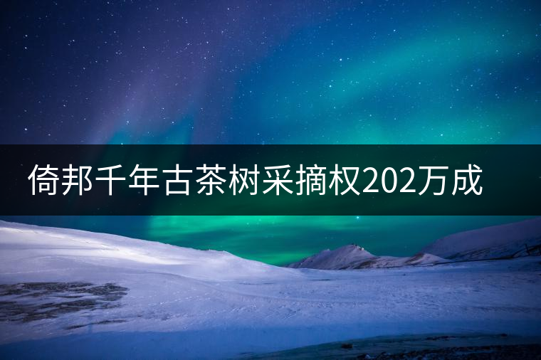 倚邦千年古茶樹采摘權(quán)202萬(wàn)成交價(jià)創(chuàng)新高