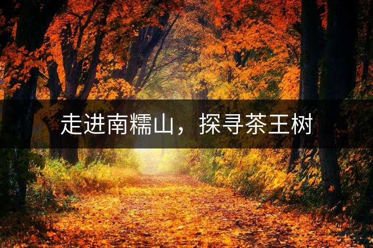 走進(jìn)南糯山，探尋茶王樹