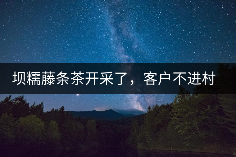 壩糯藤條茶開(kāi)采了，客戶(hù)不進(jìn)村，村民怎么賣(mài)茶？