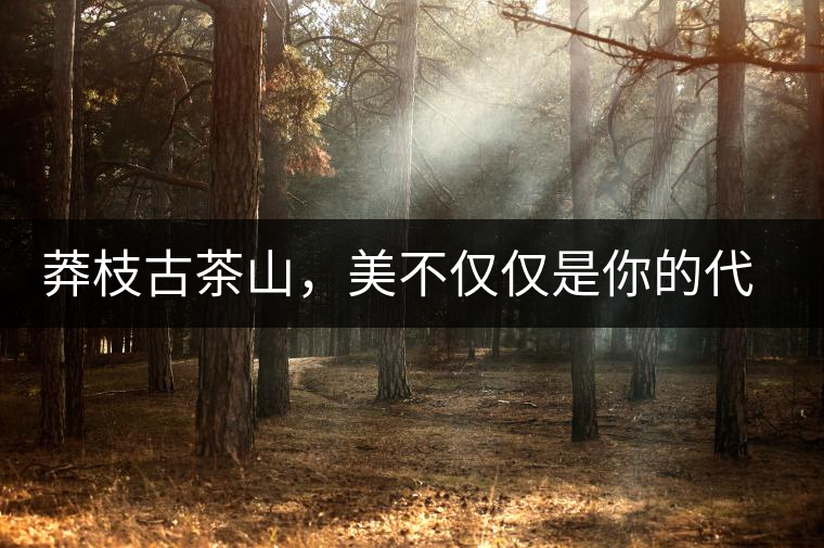 莽枝古茶山，美不僅僅是你的代名詞