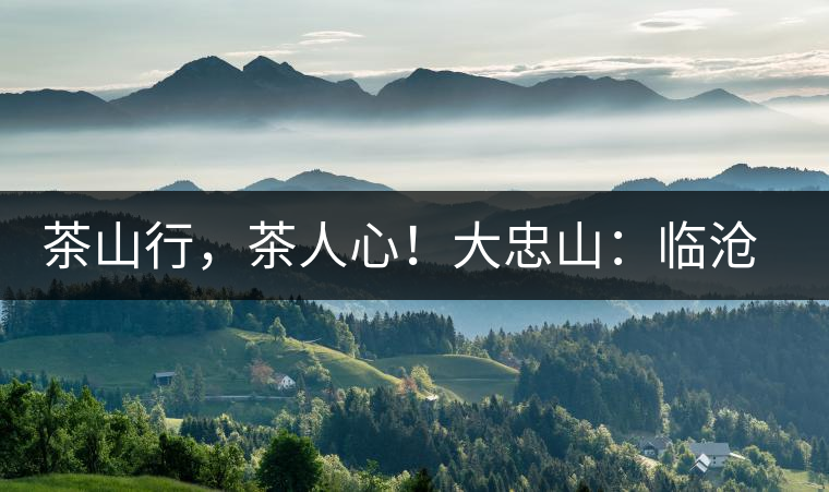 茶山行，茶人心！大忠山：臨滄之龍，雪山之熊