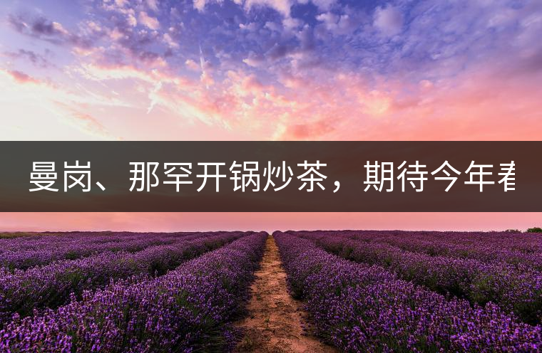 曼崗、那罕開鍋炒茶，期待今年春茶！