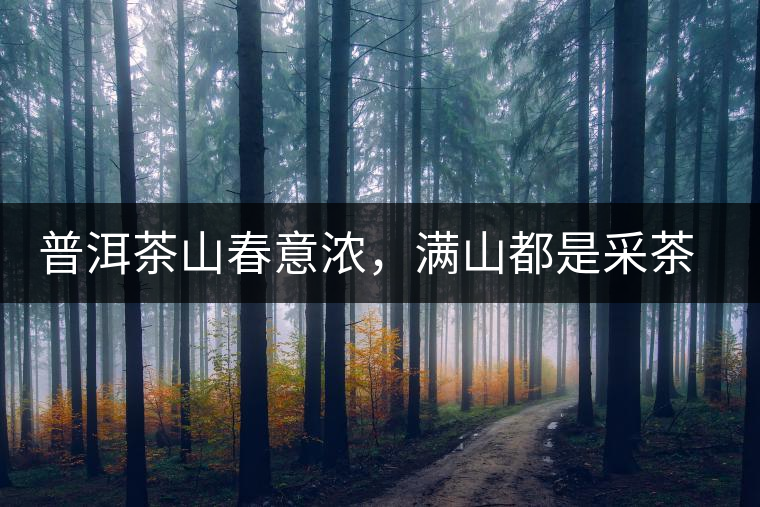 普洱茶山春意濃，滿山都是采茶人